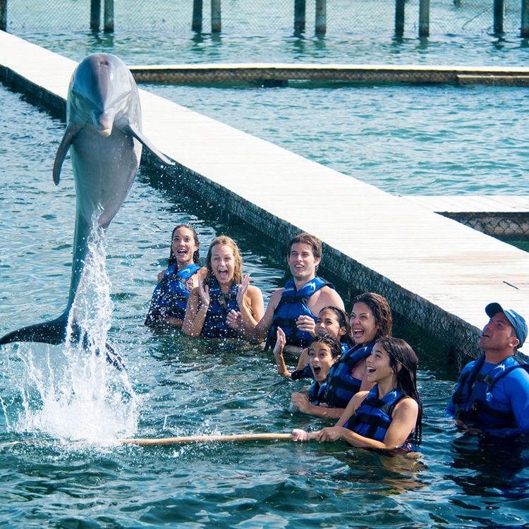 Cover Interacción con delfines